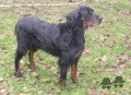 Pedigree OLGA DES QUASARS Pedigree OLGA DES QUASARS